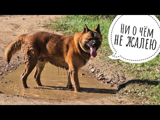 Kubik the dog enjoys the weather, freedom and dirt until we started washing him