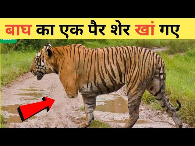 This poor tiger had a broken leg | injured animals video | animals video