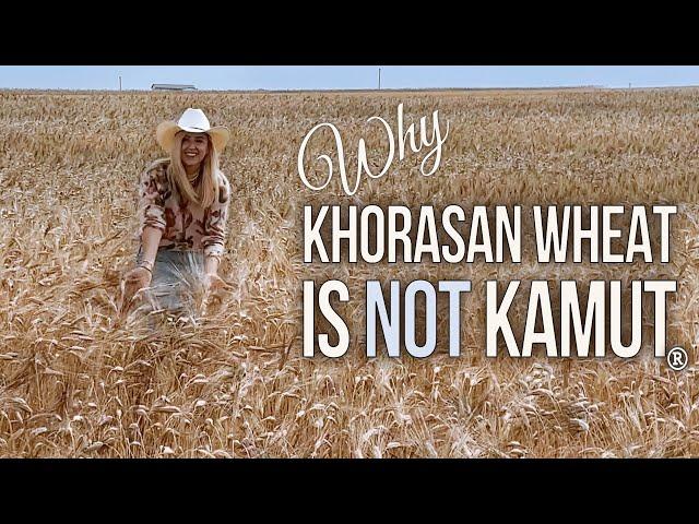 Why Khorasan is NOT Always Kamut - What's the Difference?