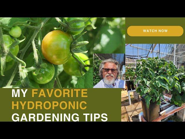 My first Ripening Tomato is happening Now! Easy growing Vegetables.