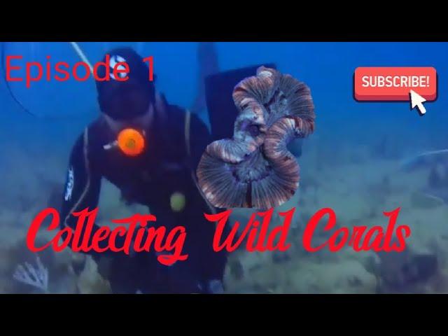 Diving and collecting wild corals for the aquarium trade Ep1 Dive 1