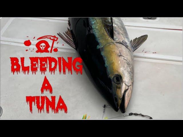 How to properly bleed a Tuna