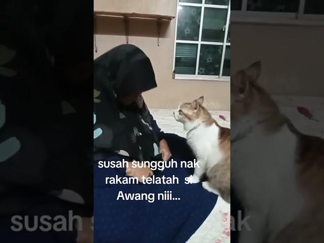 Telatah Si Awang