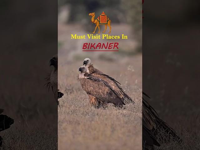 Must Visit Places in Bikaner 