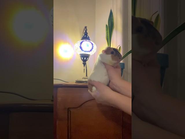 Guinea pig dances for new lamp from Mom’s travels!