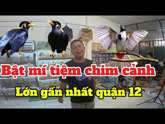 Tiệm chim cảnh lớn gần nhất quận 12. Tiệm chim Nam chim cảnh