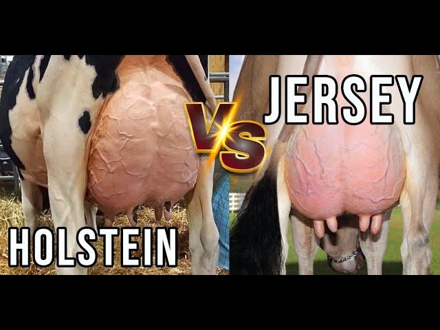 Holstein vs Jersey, Calidad o Cantidad