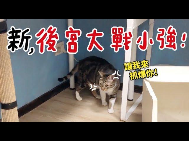 【黃阿瑪的後宮生活】新，後宮大戰小強！