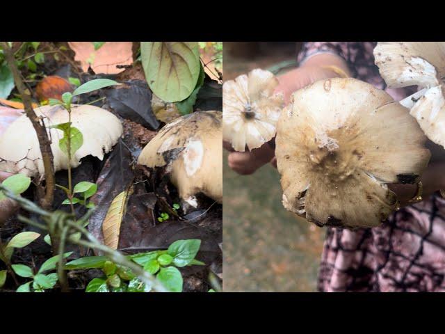 വാ guy's നമുക്ക് mushroom പറിക്കാൻ പോവാ /Nathasha vlog