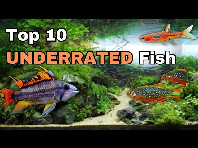 Top Ten Most UNDERRATED Community Aquarium Fish