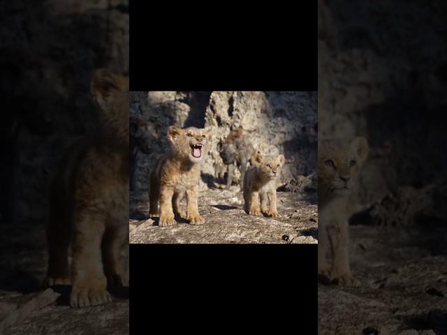 Simba roaring