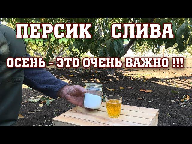 Персик-Слива / Осень-это очень ВАЖНО !!!  / ответы на вопросы