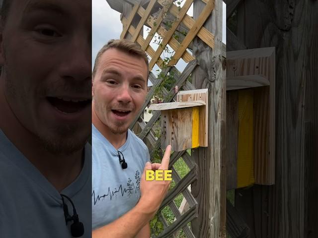 3 Ways to Attract More Bees and Pollinators to Your Garden  