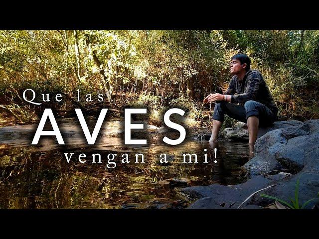 Que las Aves vengan a mí! | Una tarde en el paraíso de la selva de Misiones | Mariposas y aves