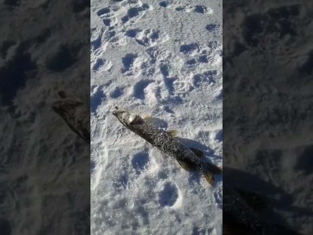 РЫБАЛКА ЗИМОЙ #shorts