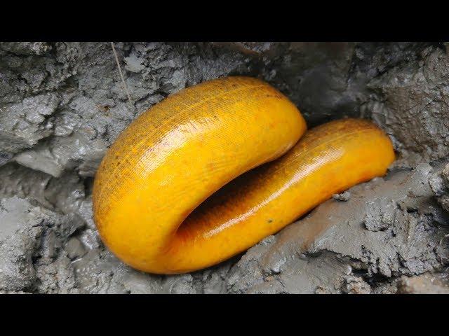 Best Eel Fishing | Catching Yellow Monster Eel Fish From Under Deep Mud