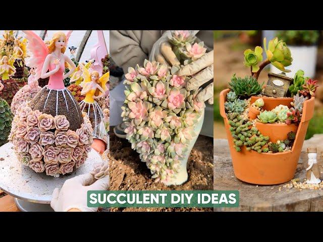 DIY Succulent Arrangement Ideas for Your Garden: Beautiful Plants to Create