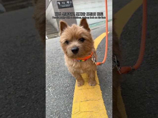 신중한 남자 마태오 #마태오 #반려견 #반려견일상 #강아지 #강아지브이로그 #doglife
