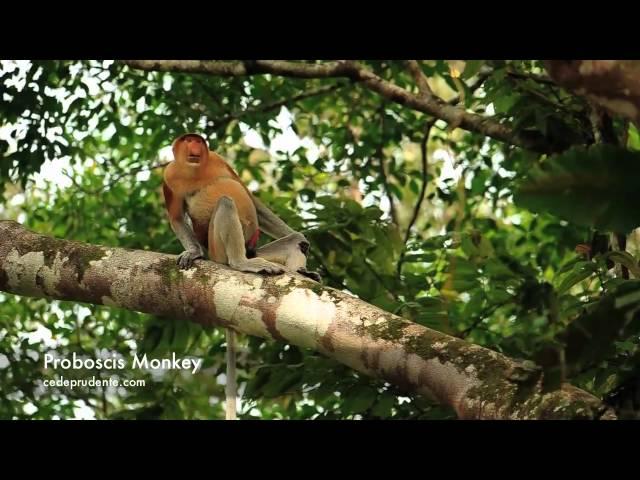 Proboscis Monkey of Borneo