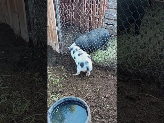 Charlie the pig loves his joy joy #pigsisbeautiful #garden #farming #homesteading