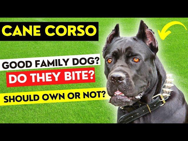 Cane Corso Dog Breed Information & Hidden Facts | Cane Corso Dog | Makoree Pedia