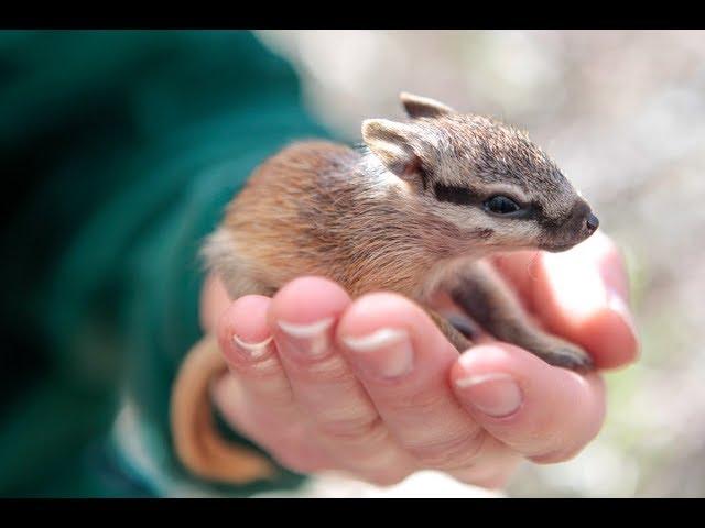 ZooBorns Australia! Episode 9 - Numbats!