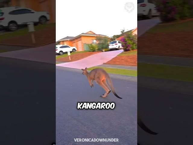 How to survive a kangaroo attack… 