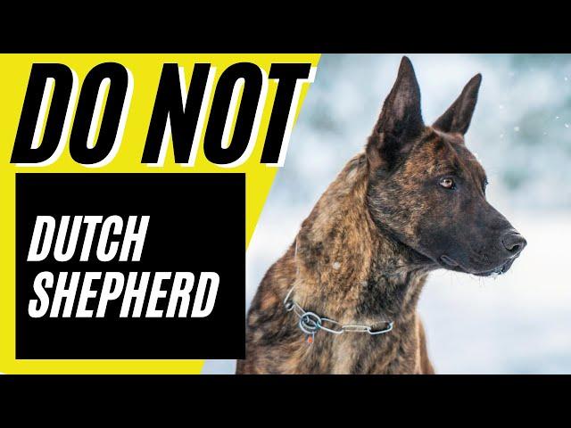 Dutch Shepherd - Top 7 Reasons You SHOULD NOT get a Dutch Shepherd