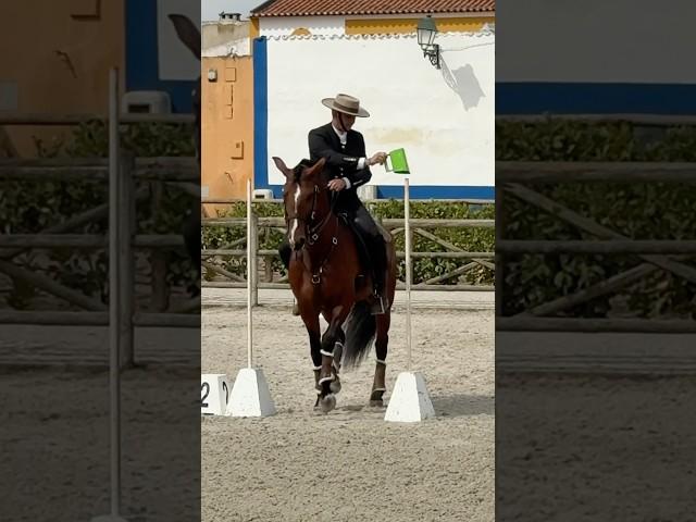 Straight to the podium – Working Equitation, Portuguese style! Pedro & Osiris #horse #equestrian