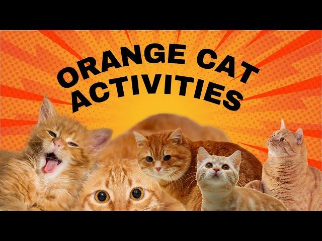 Orange Cat Activities