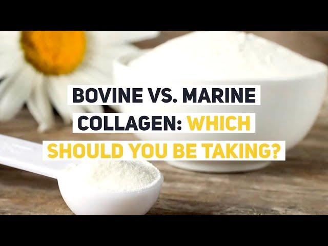 Bovine vs. Marine Collagen: Which Should YOU be Taking?