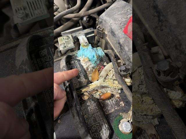 Did I win this argument? Corroded battery terminal should be replaced.