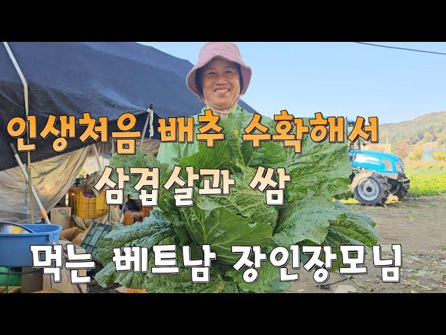 김장배추를 첫 수확해서 삼겹살 쌈  처음 먹어보는 베트남 장인장모님