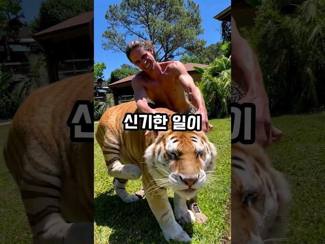 호랑이 귀청소를 해주자 벌어진 일 GTV