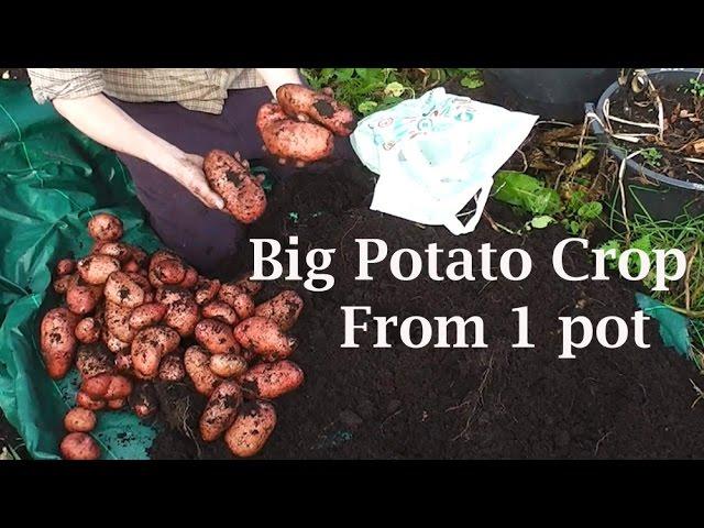 Allotment Diary : My Biggest Single Container Pot Grown Potato Harvest Yet.