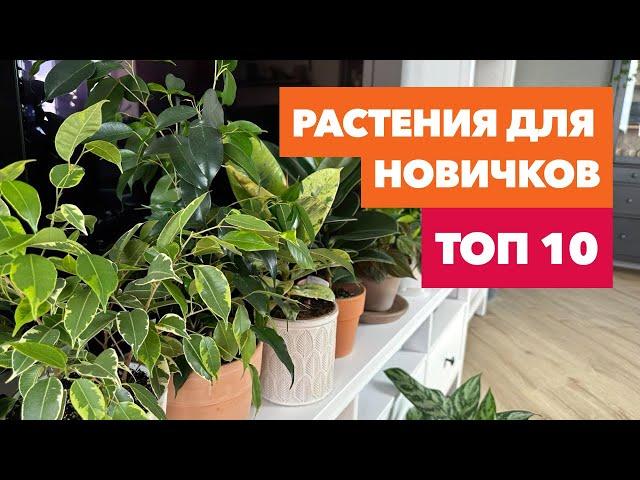 ТОП 10 растений для начинающих » Простые в уходе комнатные цветы