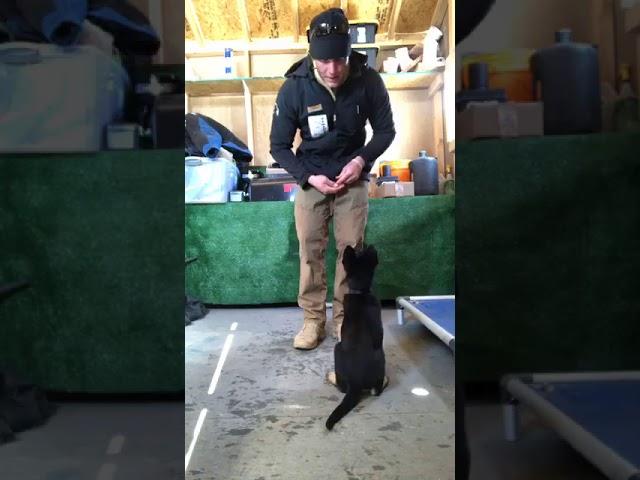 Facebook Live Dog Training with Tango the German Shepherd Puppy - Complete Canine Training