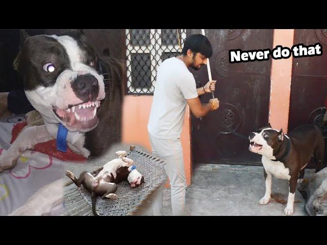 How To Control Danger Breed Dog | Mafia The Pitbull