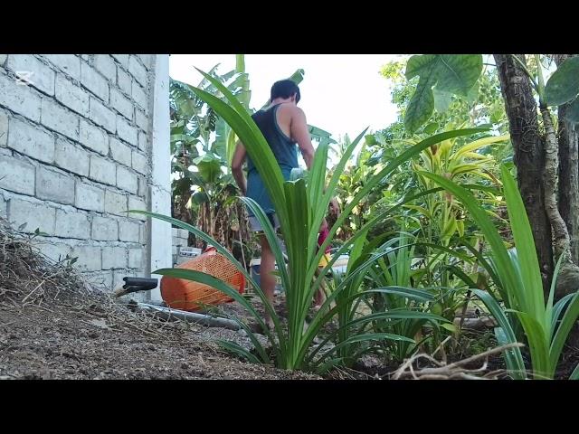 Asmr planting, gardening and eating mouthwatering delicious food in banana leaves