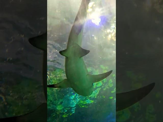 Sharks #canada #shark #explore #aquarium