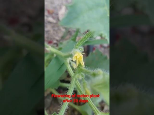 Flowering of melon plant after 30 daysگلدهی بوته خربزه بعداز ۳۰روز