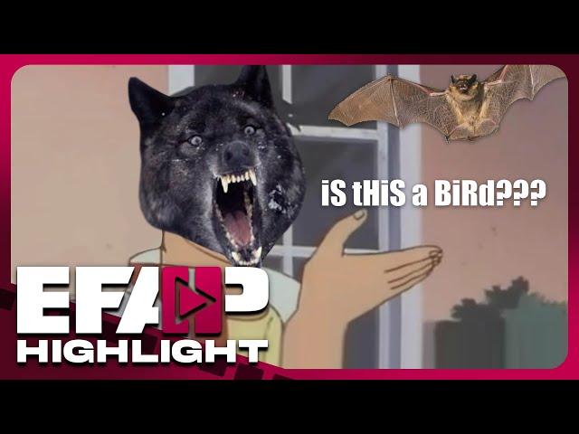 Canis Lupus Retardus | EFAP Highlight