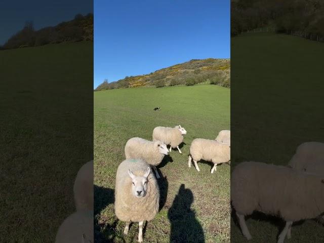 Amazing dog herding a field of sheep