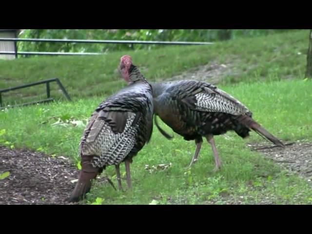 Turkeys in Poughkeepsie