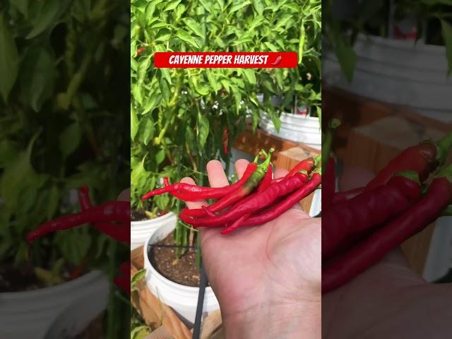 Cayenne Peppers - BIG Harvest! #shorts #peppers #garden #gardening #cayenne