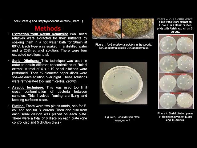 Investigating the Antibiotic Properties of Ganoderma lucidum Extract - Ashley McIntosh