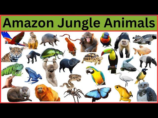 Amazon Jungle Animals || Animals of Amazon Rainforest