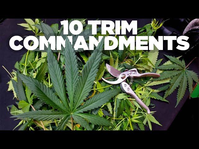 Pruning and Defoliation 101 - Top 10 Tips Every Grower Should Know