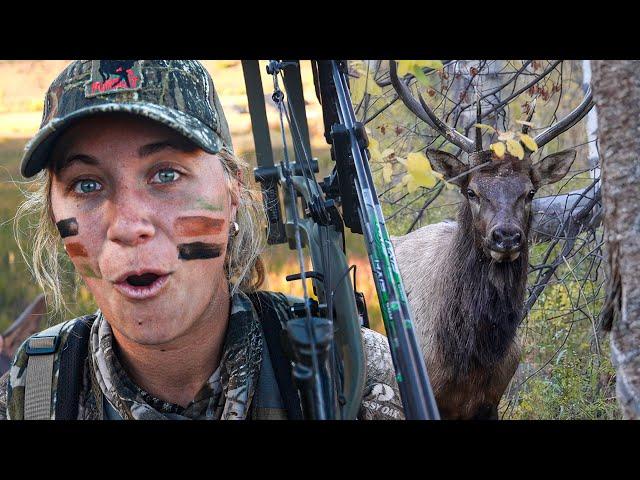 Surrounded by Bugling Elk in Colorado!