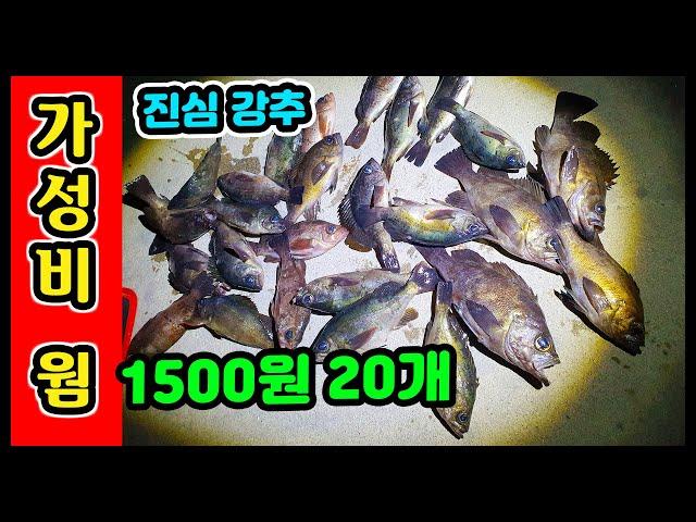 볼락 웜 추천 가성비 퀄리티 대박 워킹 루어낚시 필수 액션피쉬 rock fish